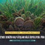 gemlik-korfezinde-denizin-kalp-atislari-hala-duyuluyor-pina-geri-donuyor