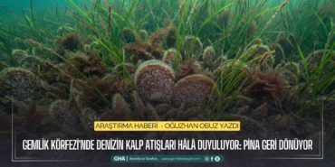 gemlik-korfezinde-denizin-kalp-atislari-hala-duyuluyor-pina-geri-donuyor
