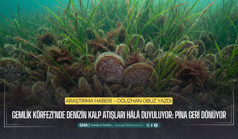gemlik-korfezinde-denizin-kalp-atislari-hala-duyuluyor-pina-geri-donuyor